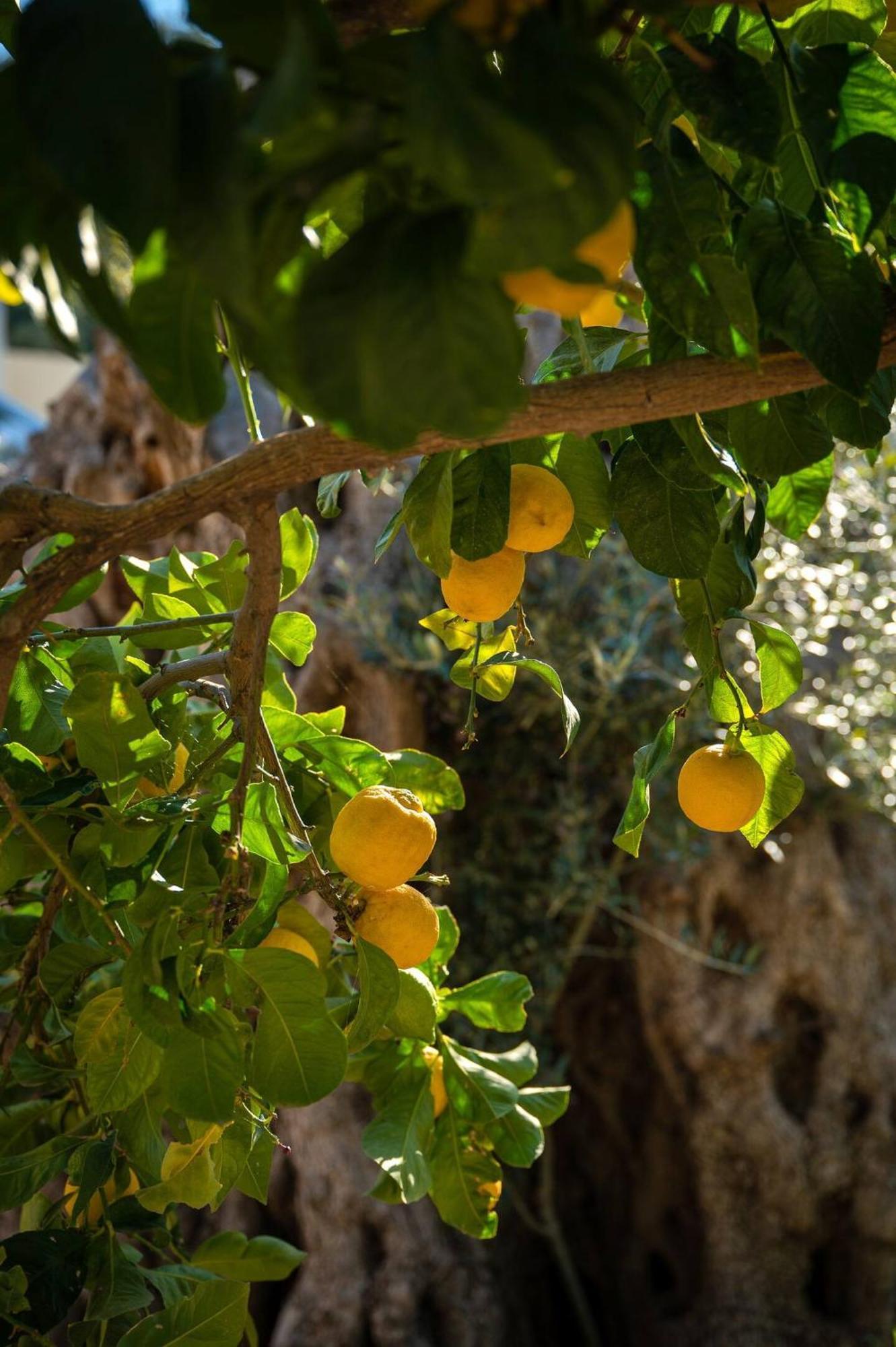 Physis Country House Near Matala Beach & Faistos Kouses Exterior photo